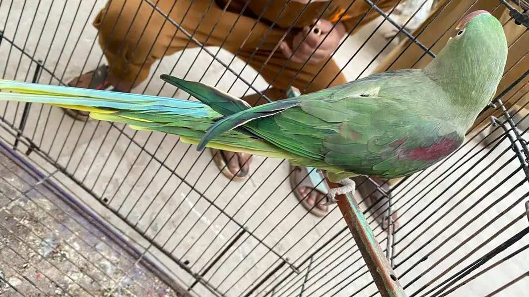 kashmiri Raw Breeder female Healthy and active — photo 3