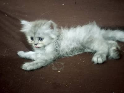 cat baby