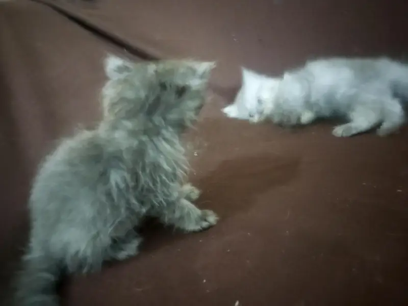 cat baby — photo 2
