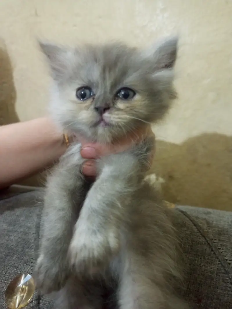 cat baby — photo 3