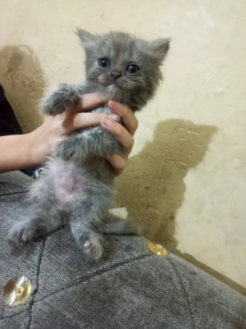 cat baby — photo 4