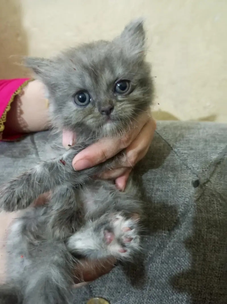 cat baby — photo 5