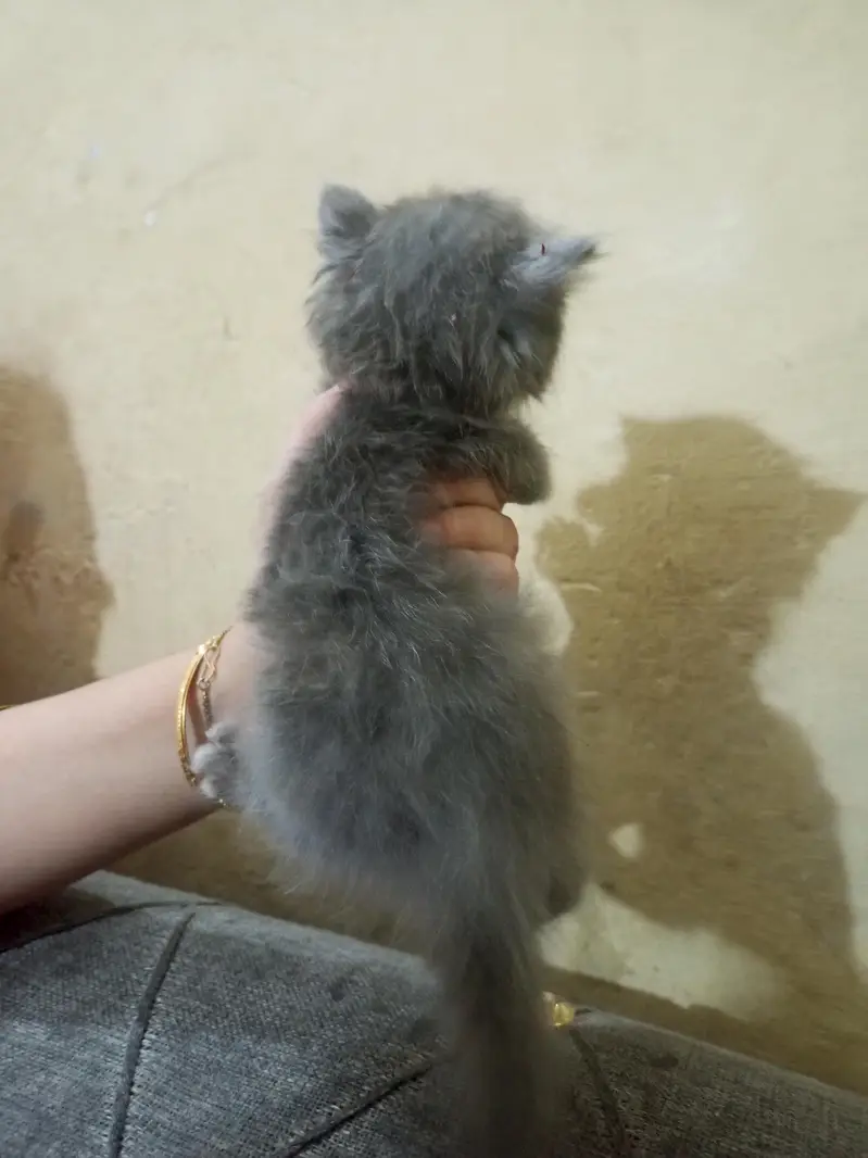 cat baby — photo 6