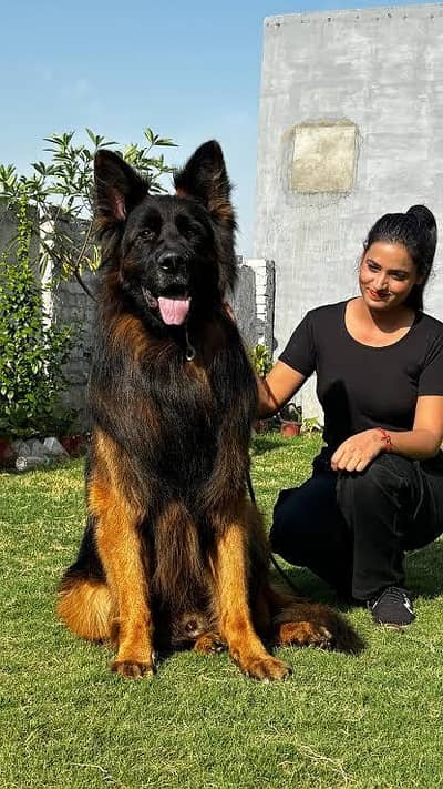 GSD pedigree female puppy for sale father pics attach video on whatsa