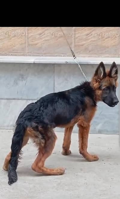 GSD pedigree female puppy for sale father pics attach video on whatsa