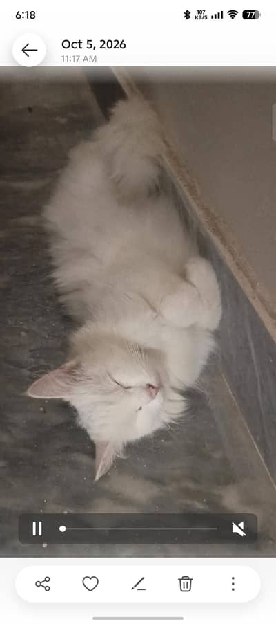 persian female
