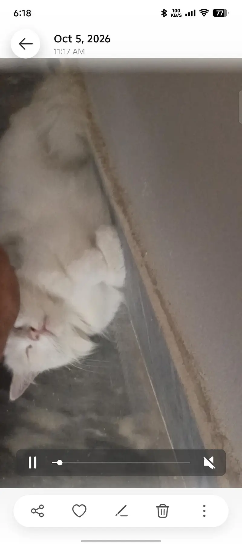 persian female — photo 2