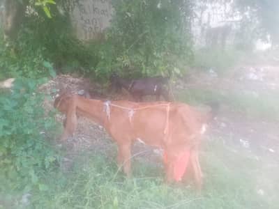Nagri  Bakri