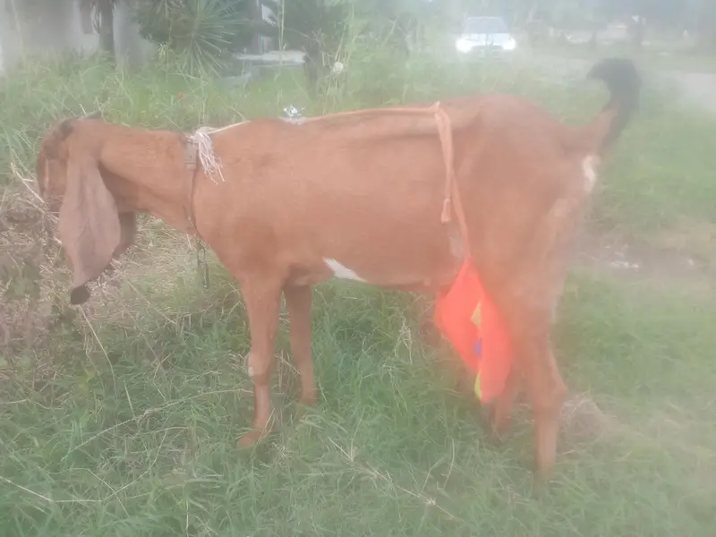 Nagri  Bakri — photo 5