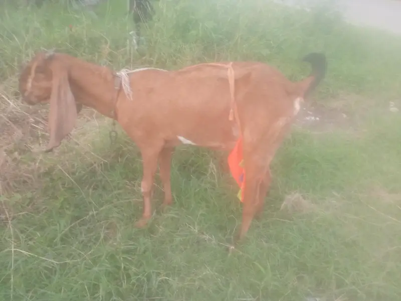 Nagri  Bakri — photo 6