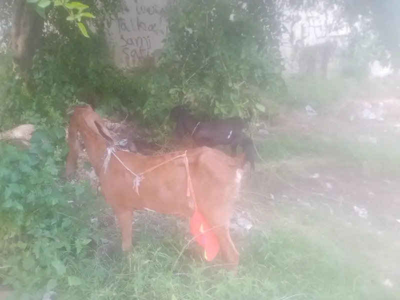 Nagri  Bakri — photo 7