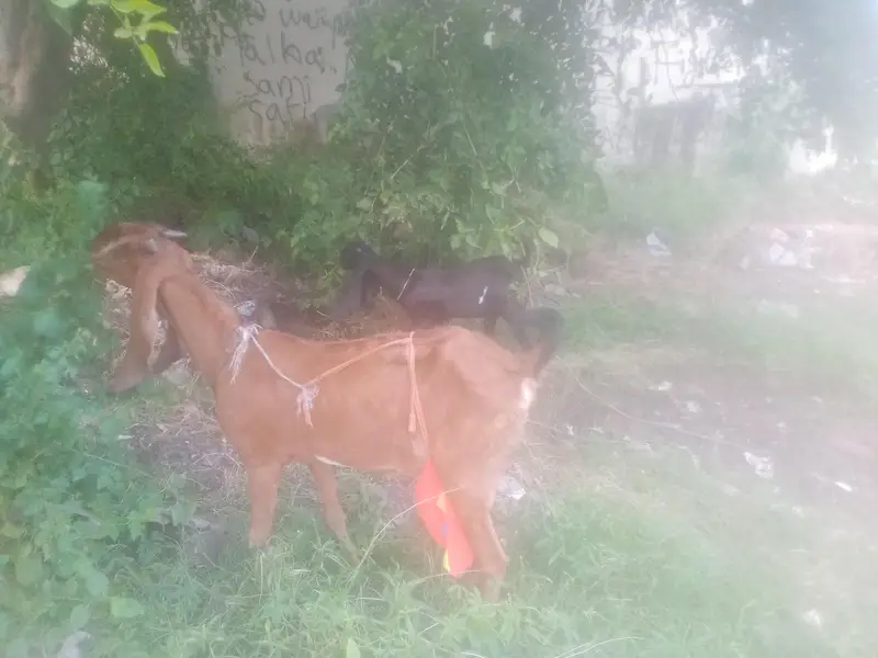 Nagri  Bakri — photo 8