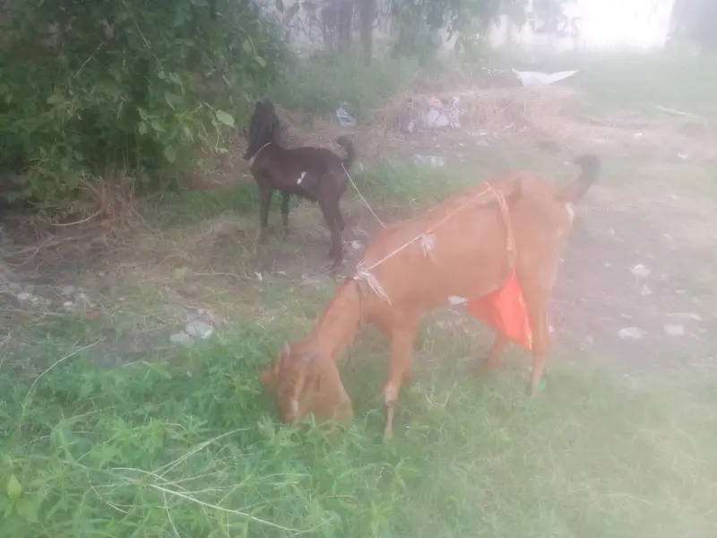 Nagri  Bakri — photo 12