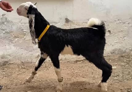 gulabi nachi cross fancy breed