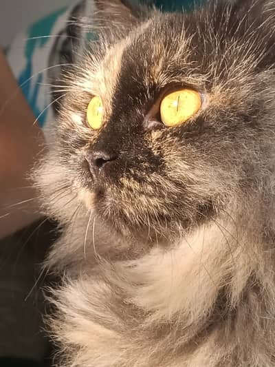 Fluffy Persion cat brown color contact 03333925591