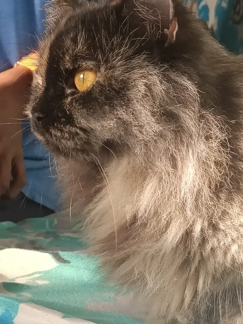 Fluffy Persion cat brown color contact 03333925591 — photo 2