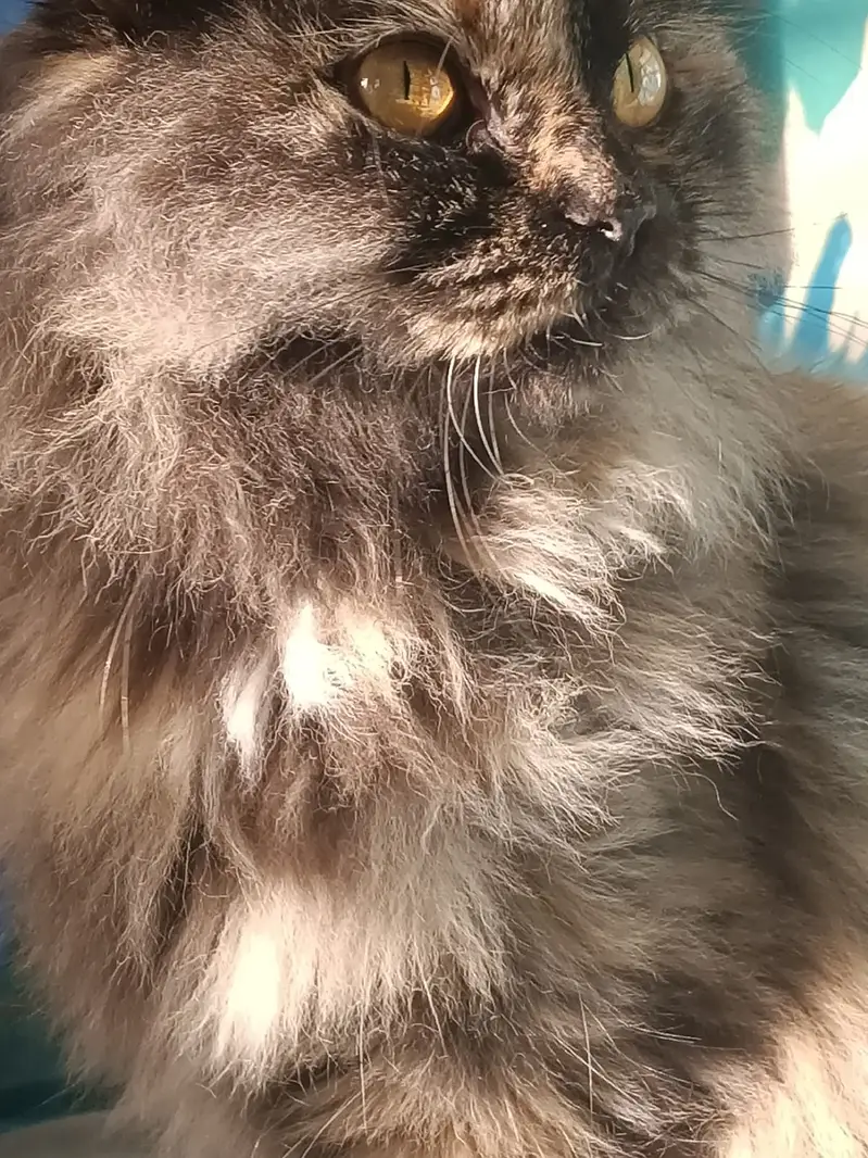 Fluffy Persion cat brown color contact 03333925591 — photo 3