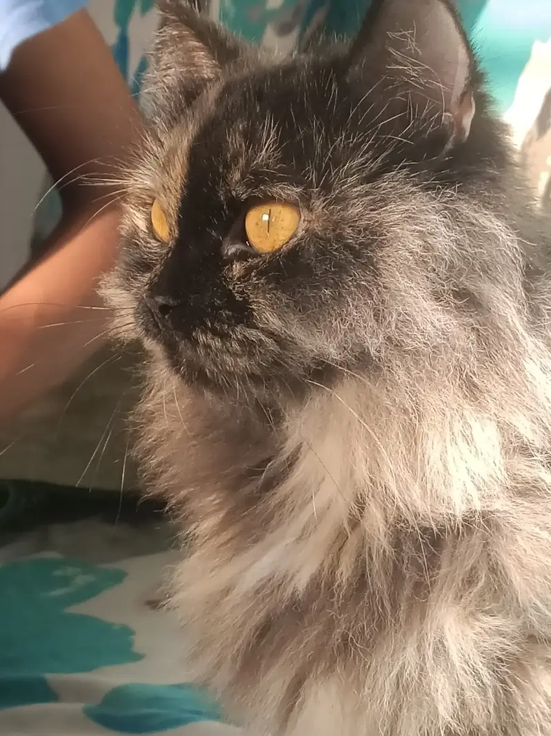 Fluffy Persion cat brown color contact 03333925591 — photo 4