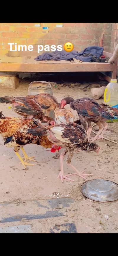 Aseel patha for sale