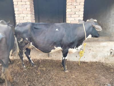 Pregnant cow 10 days remaining in delivery