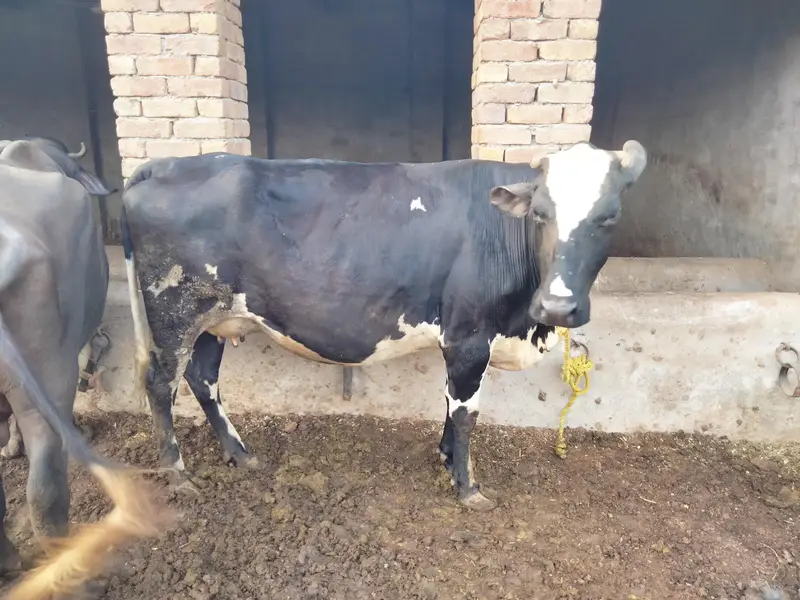 Pregnant cow 10 days remaining in delivery — photo 2