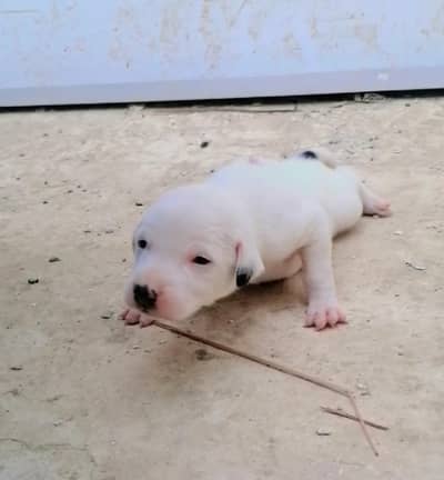 bully gultair female puppy
