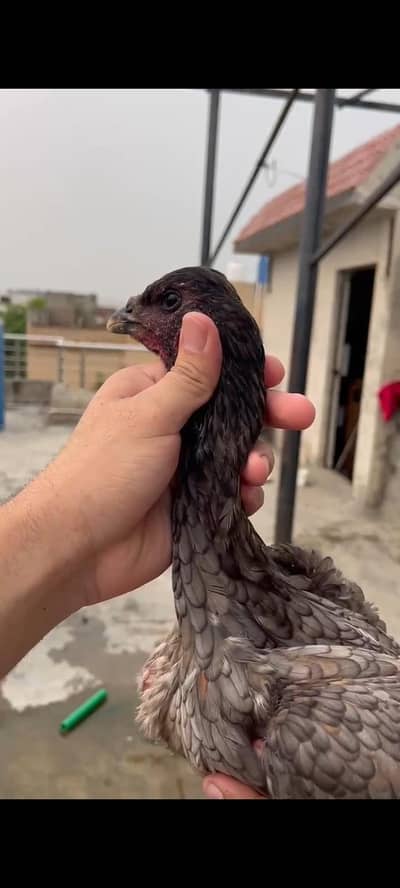 Blue Dragon Female | Blue Dragon | Blue Dragon Breeder