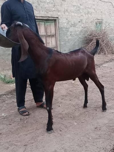 Bakra For Sale/ Naghra Breeder Bakra