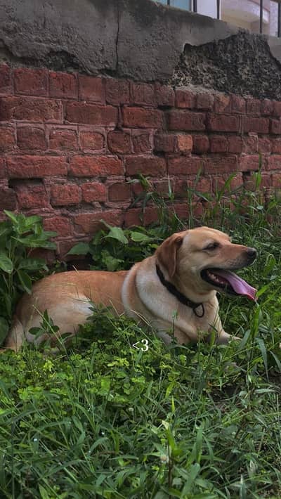 Golden Labrador Retriever for Urgent sale