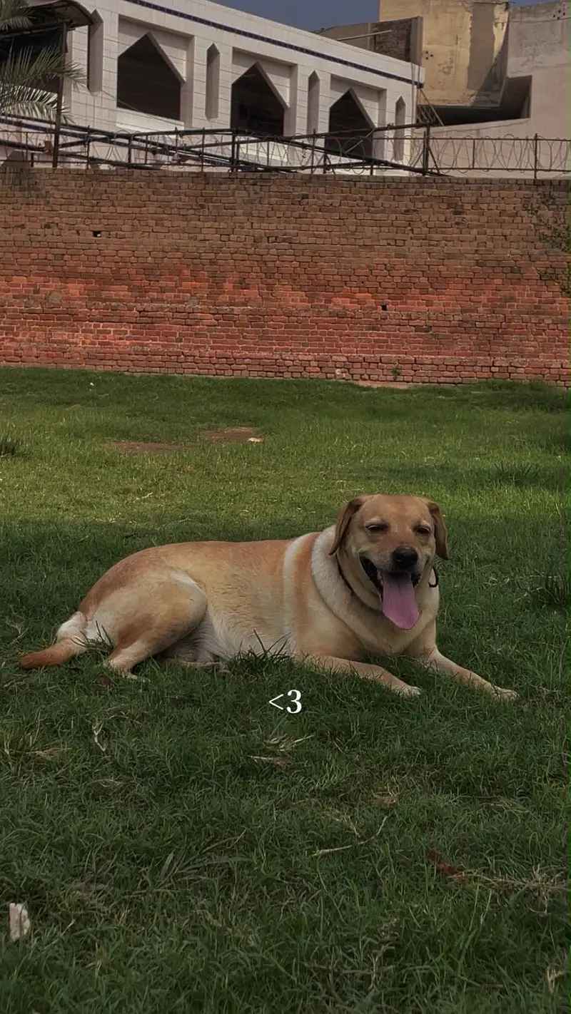 Golden Labrador Retriever for Urgent sale — photo 2