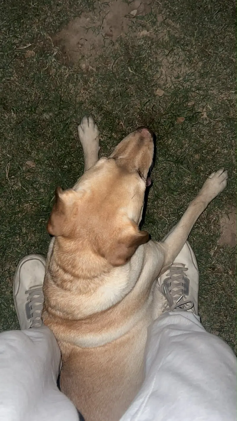 Golden Labrador Retriever for Urgent sale — photo 3