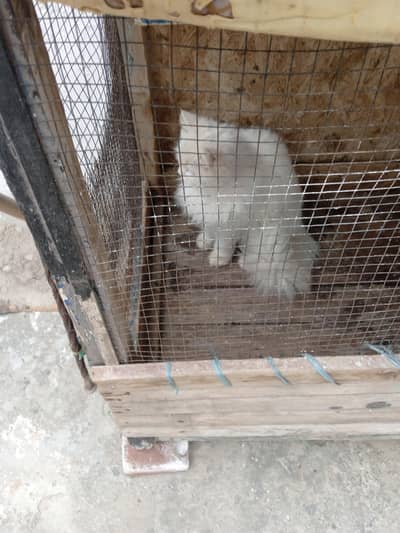 Persian cat available checks . male and female.