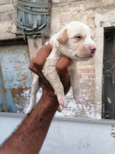 Pitbull male pup