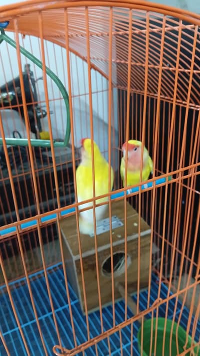 LOVE BIRDS YELLOW AND WHITE