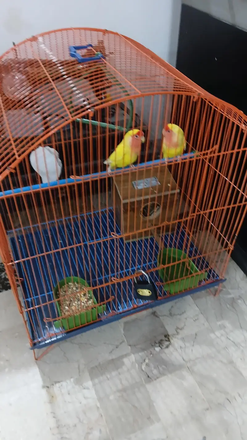 LOVE BIRDS YELLOW AND WHITE — photo 2