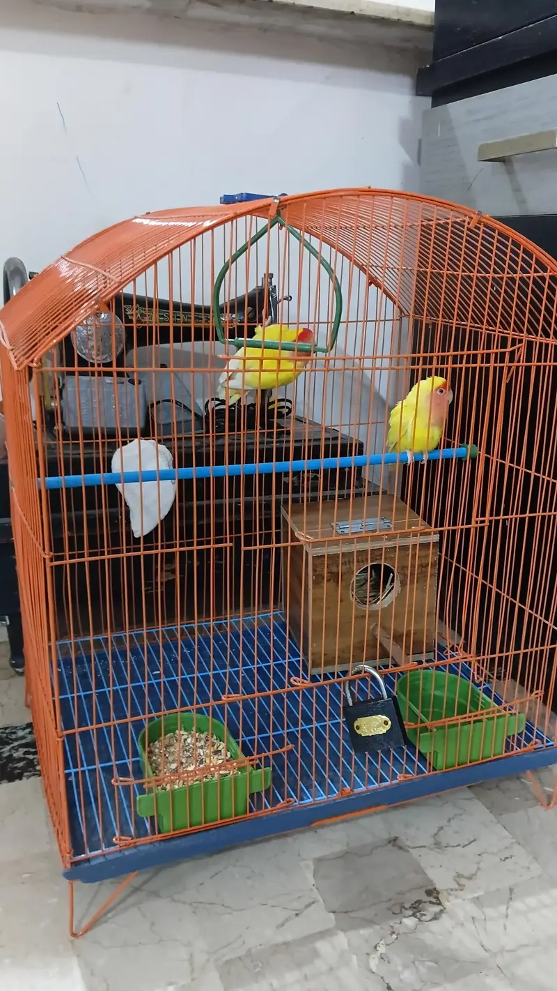 LOVE BIRDS YELLOW AND WHITE — photo 3