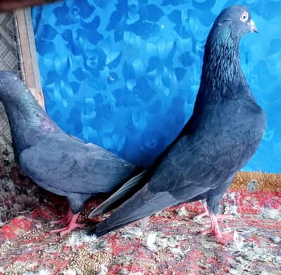 Pigeons indian Zaakh Surkhay  sialkoti