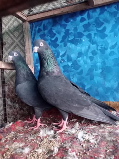 Pigeons indian Zaakh Surkhay  sialkoti