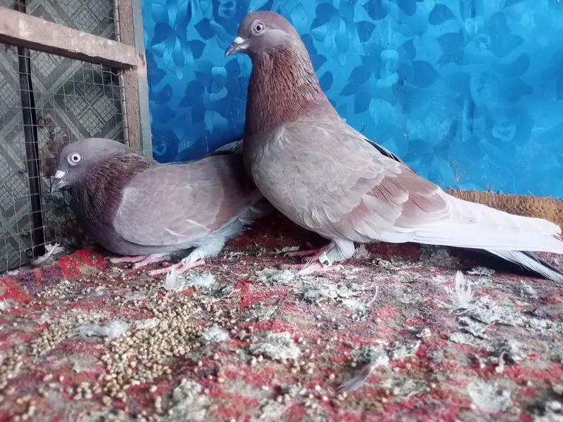 Pigeons indian Zaakh Surkhay  sialkoti — photo 3