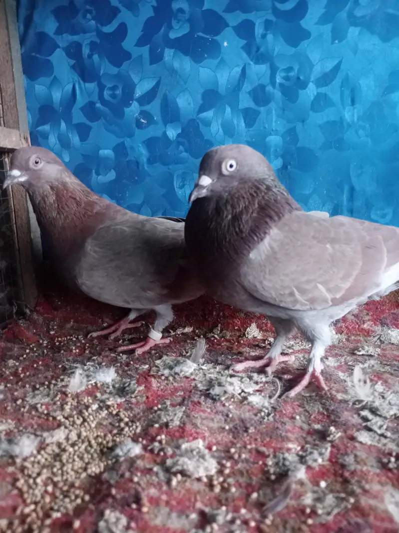 Pigeons indian Zaakh Surkhay  sialkoti — photo 4