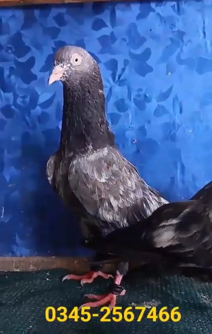 Pigeons indian Zaakh Surkhay  sialkoti — photo 5