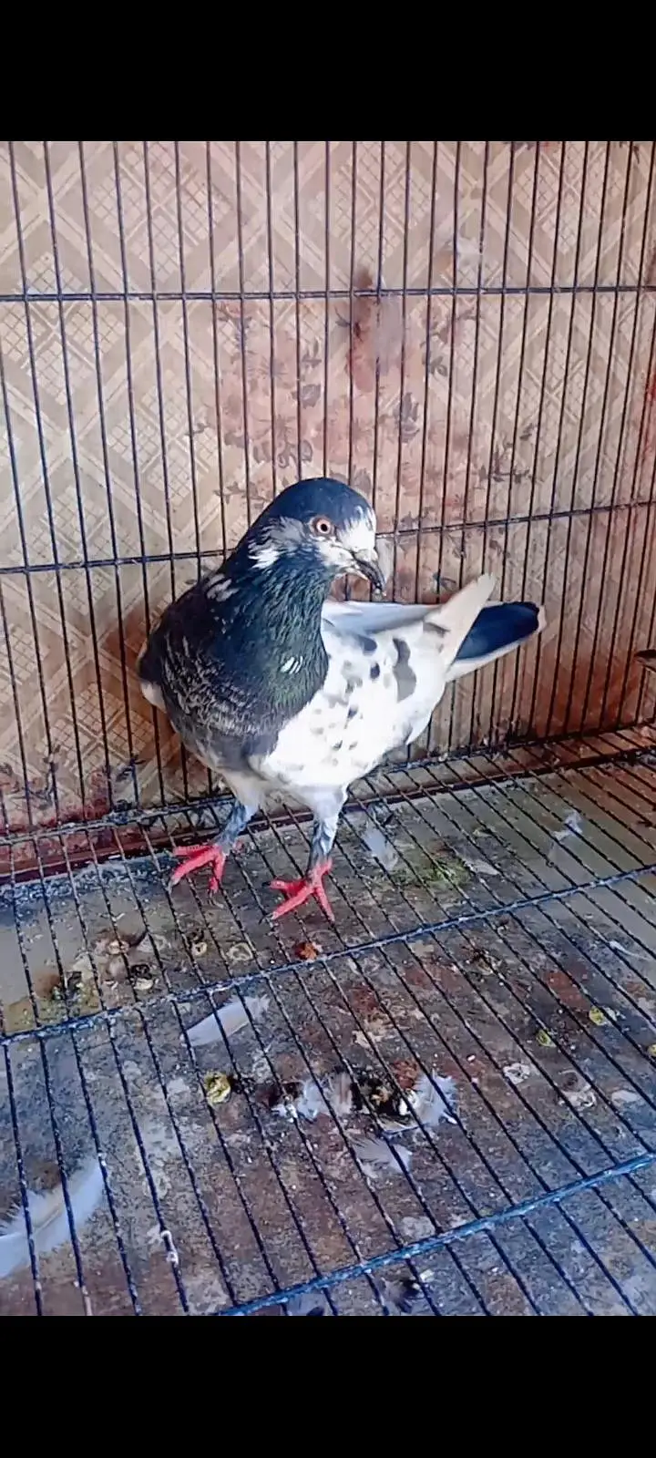 Pigeons indian Zaakh Surkhay  sialkoti — photo 6