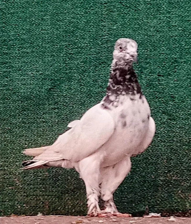 Pigeons indian Zaakh Surkhay  sialkoti — photo 7
