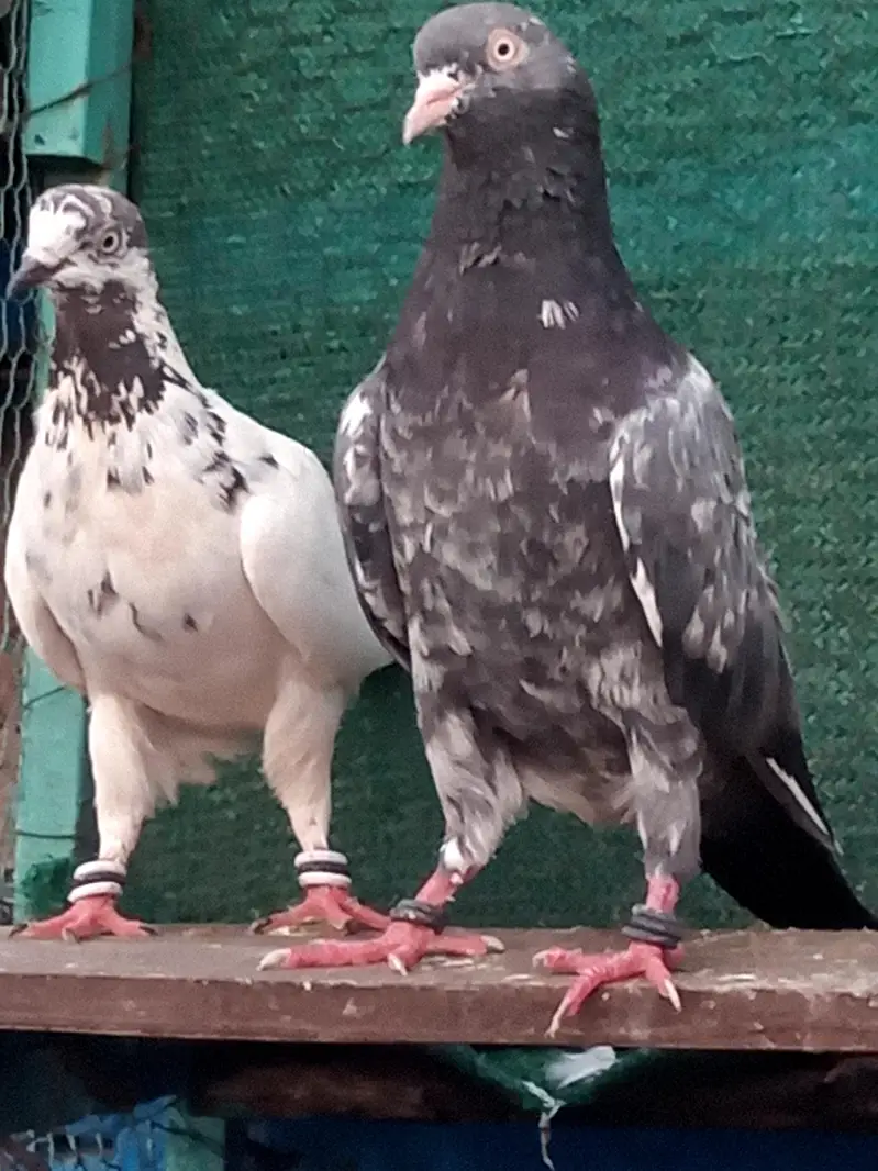Pigeons indian Zaakh Surkhay  sialkoti — photo 8