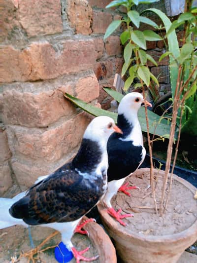 beautiful black and white pigeon pair for sale