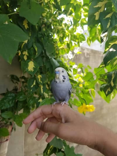 hand tame parrots for sale 03008408524
