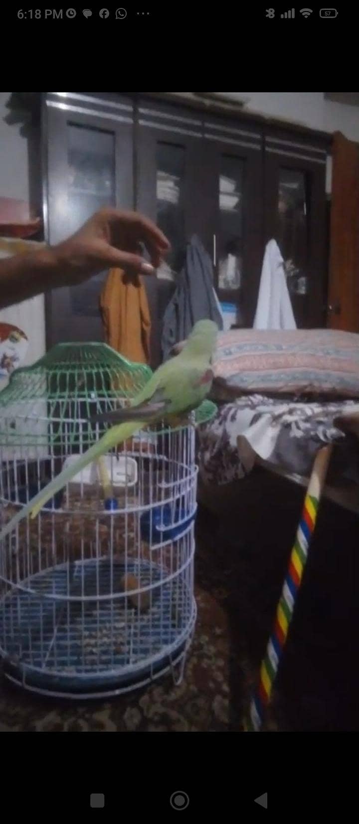 row parrot 1