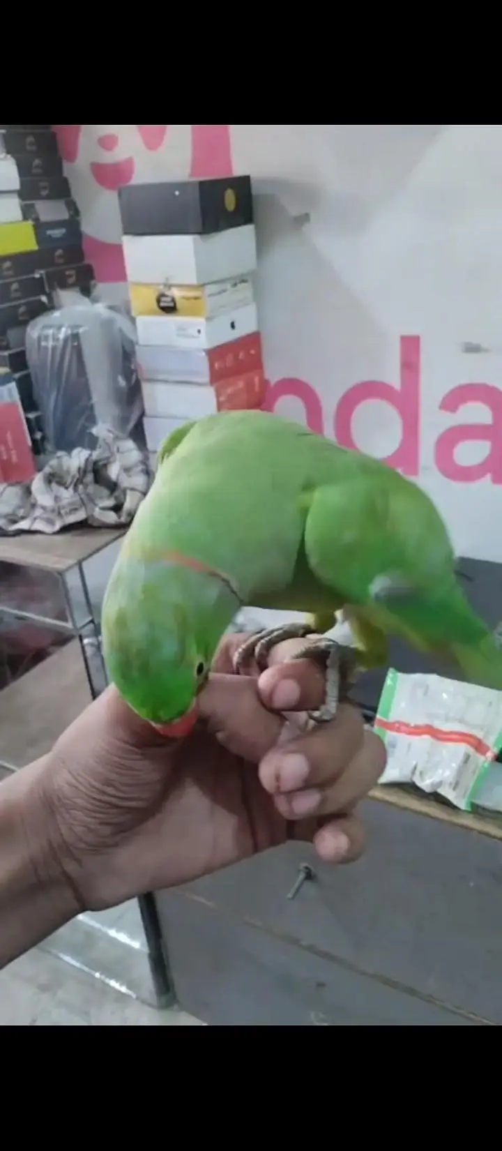 row parrot — photo 3