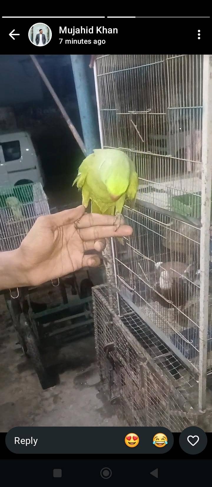 row parrot 3