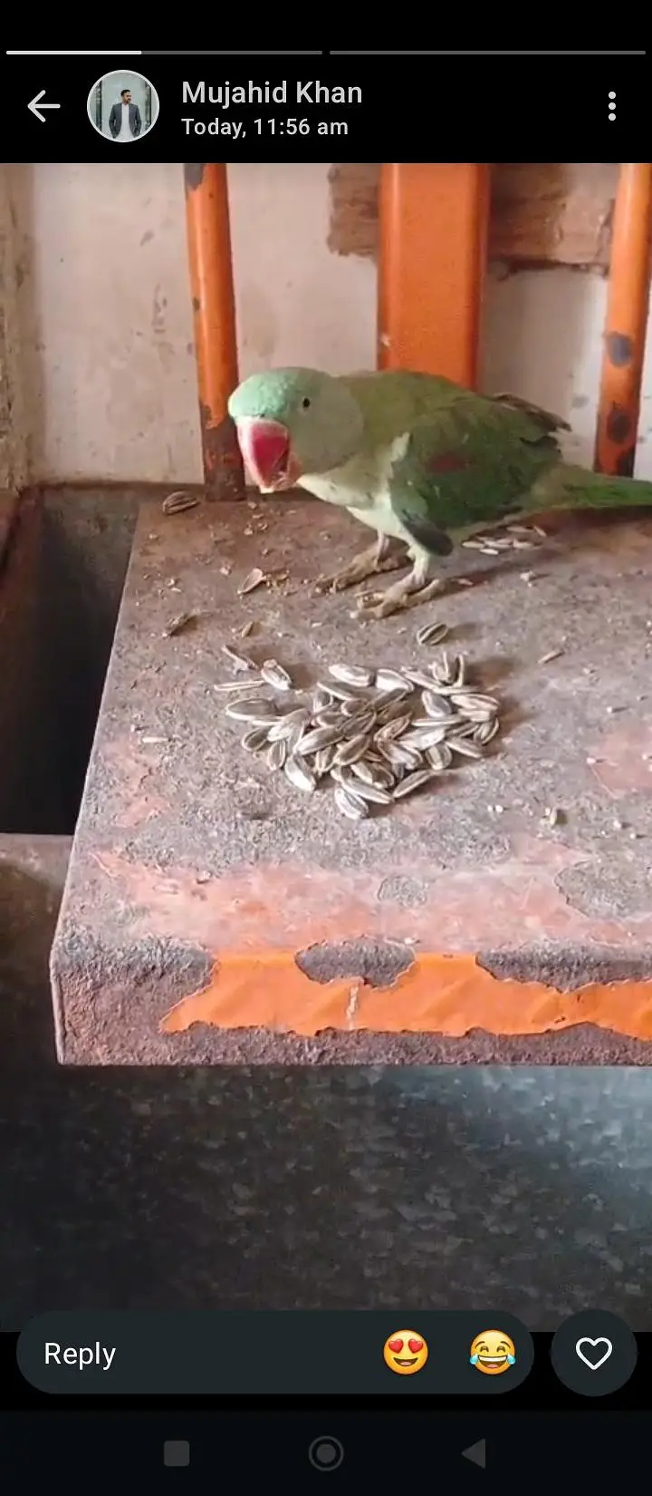 row parrot — photo 5